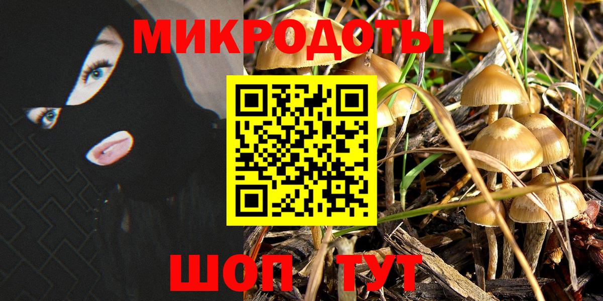 Псилоцибиновые грибы Psilocybine cubensis Великий Новгород
